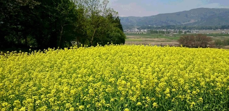 飯山　菜の花畑